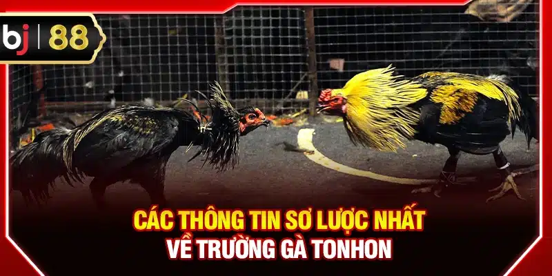 Các thông tin sơ lược nhất về trường gà Tonhon