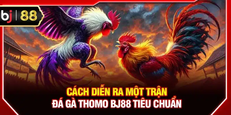 Cách diễn ra một trận đá gà Thomo BJ88 tiêu chuẩn