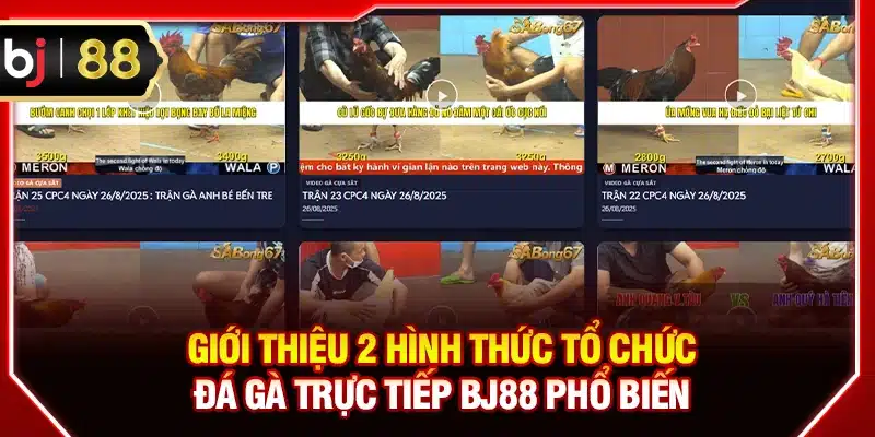 Giới thiệu 2 hình thức tổ chức đá gà trực tiếp BJ88 phổ biến