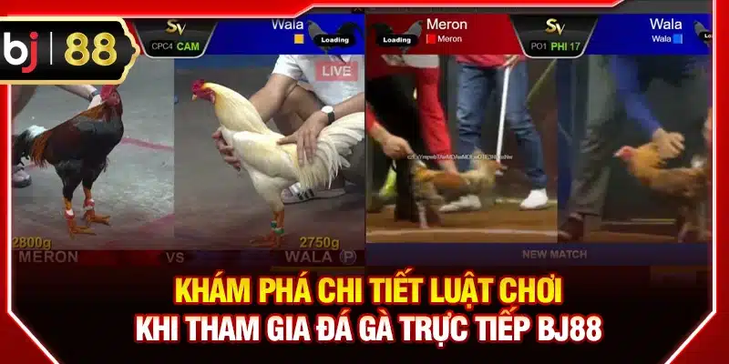 Khám phá chi tiết luật chơi khi tham gia đá gà trực tiếp BJ88