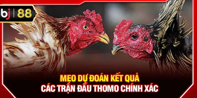 Mẹo dự đoán kết quả các trận đấu Thomo chính xác