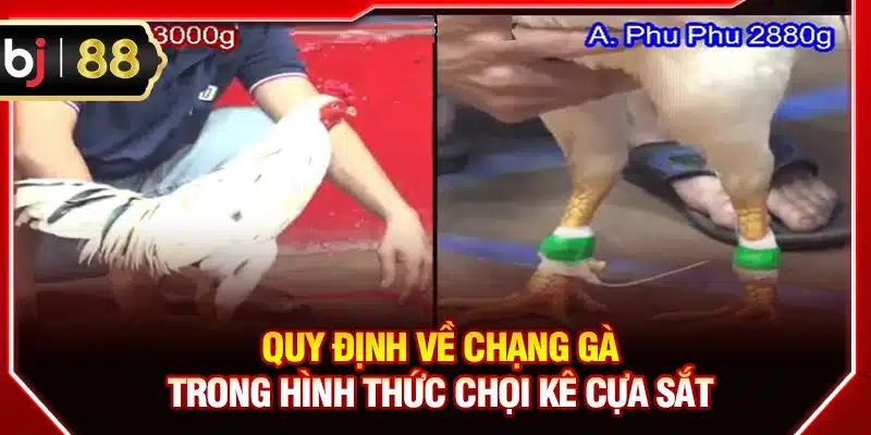 Quy định về chạng gà trong hình thức chọi kê cựa sắt