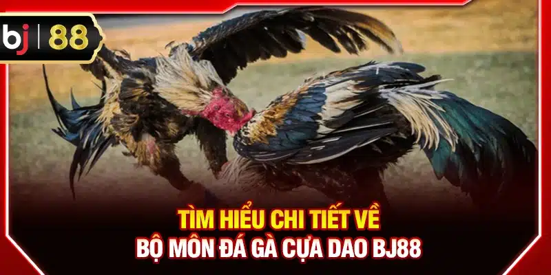 Tìm hiểu chi tiết về bộ môn đá gà cựa dao BJ88