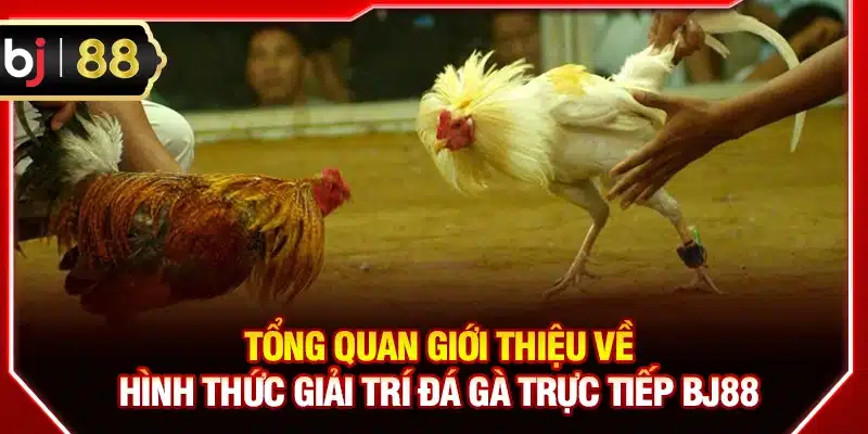 Tổng quan giới thiệu về hình thức giải trí đá gà trực tiếp BJ88