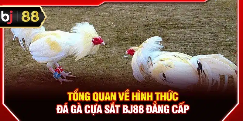 Tổng quan về hình thức đá gà cựa sắt BJ88 đẳng cấp