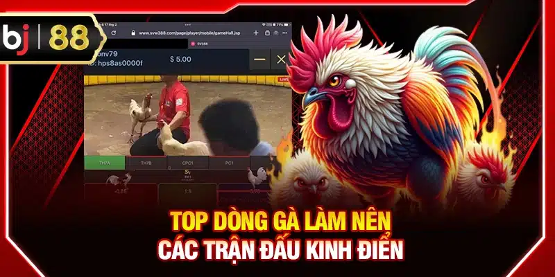 Top các dòng gà làm nên các trận đấu kinh điển