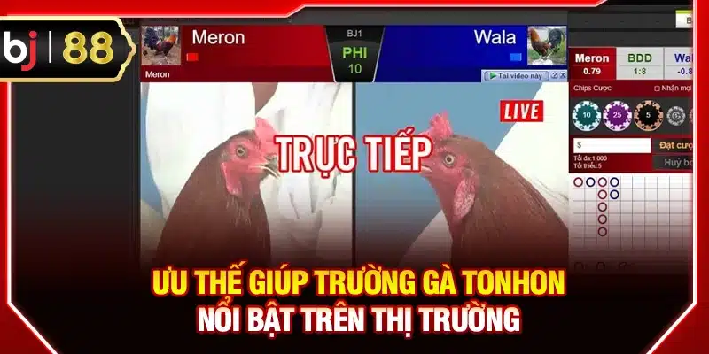 Ưu thế giúp trường gà Tonhon nổi bật trên thị trường