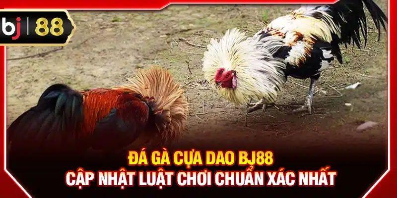 Đá gà cựa dao BJ88
