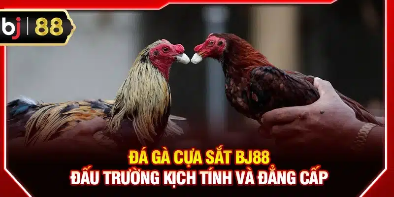 Đá gà cựa sắt BJ88
