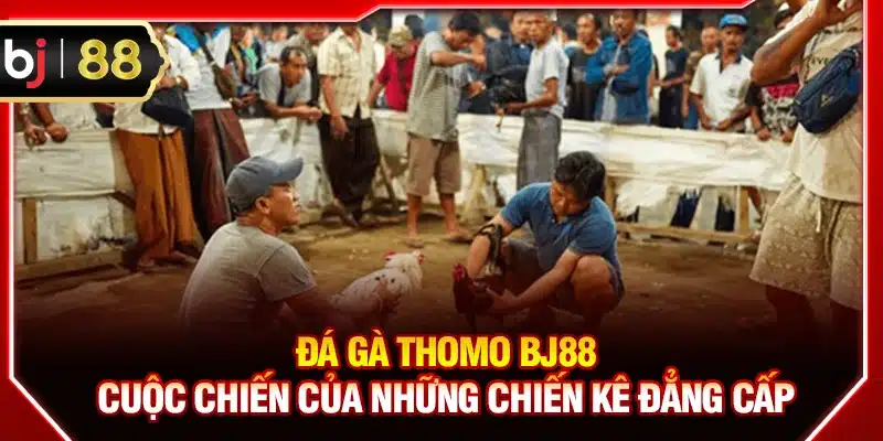 Đá gà Thomo BJ88