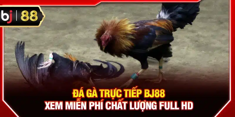 Đá gà trực tiếp BJ88