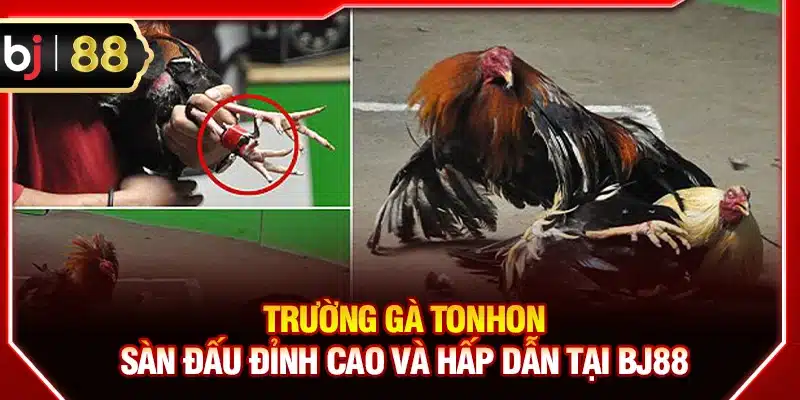Trường gà Tonhon